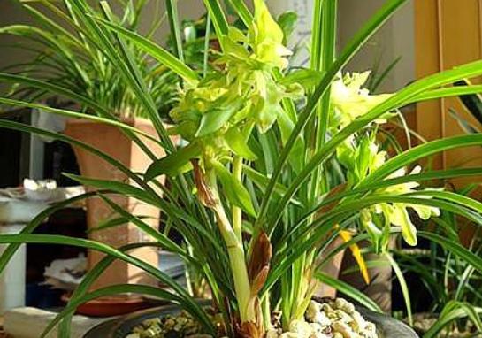 卧室盆栽一年四季都香,室内四季很香的盆栽