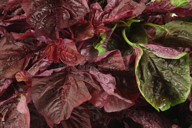 高钙菜一种可以补钙的野菜,高钙菜是野菜吗