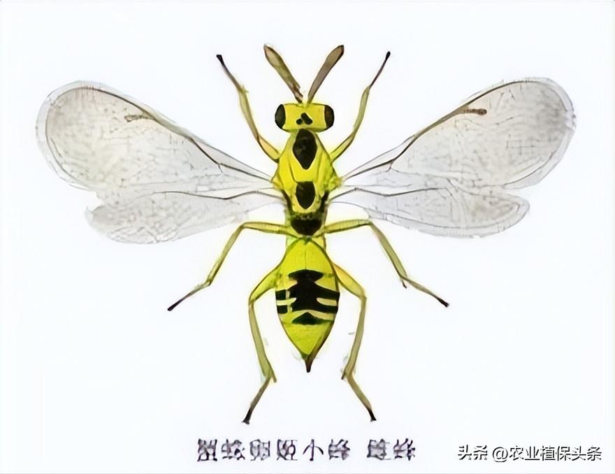 螨类害虫的农业防治措施,农业昆虫与害虫防治