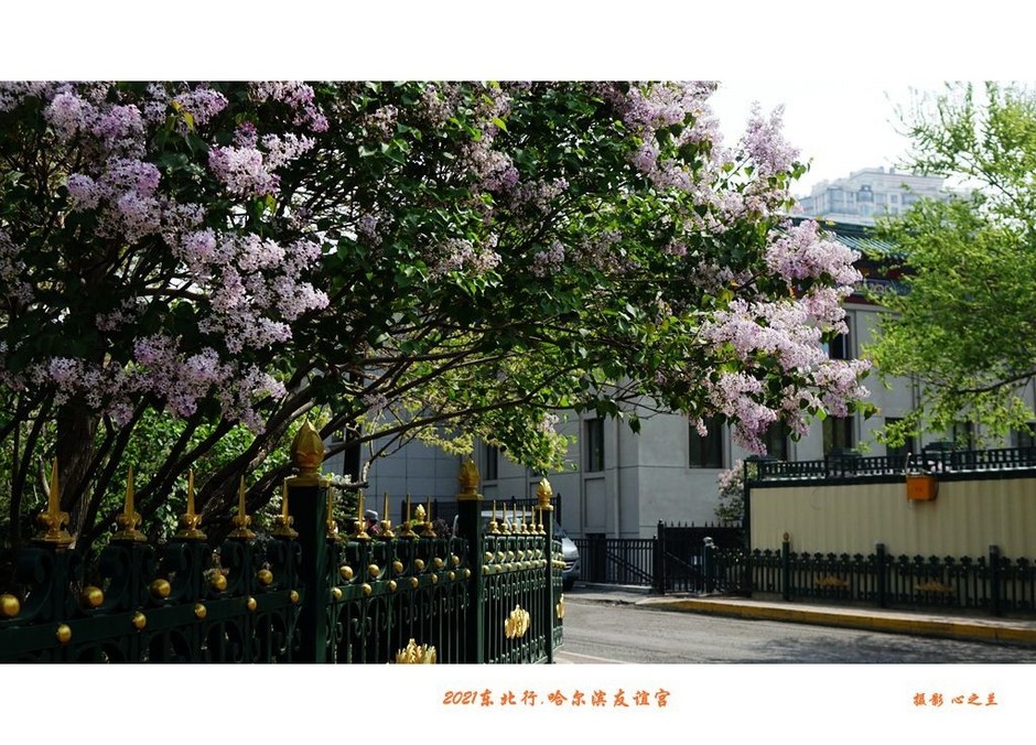 冬游哈尔滨八大必游景点,哈尔滨三日游必去的景点731