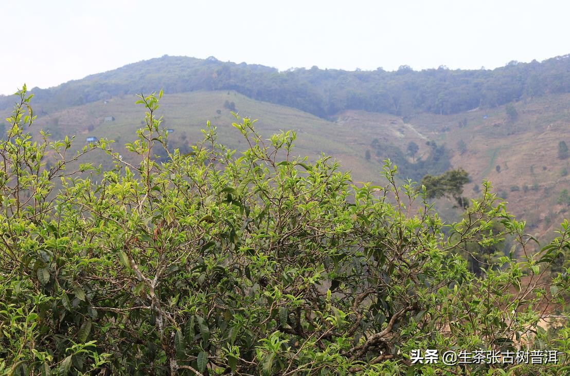 普洱茶有哪些特点让它受欢迎,你知道普洱茶的五大独特之处吗