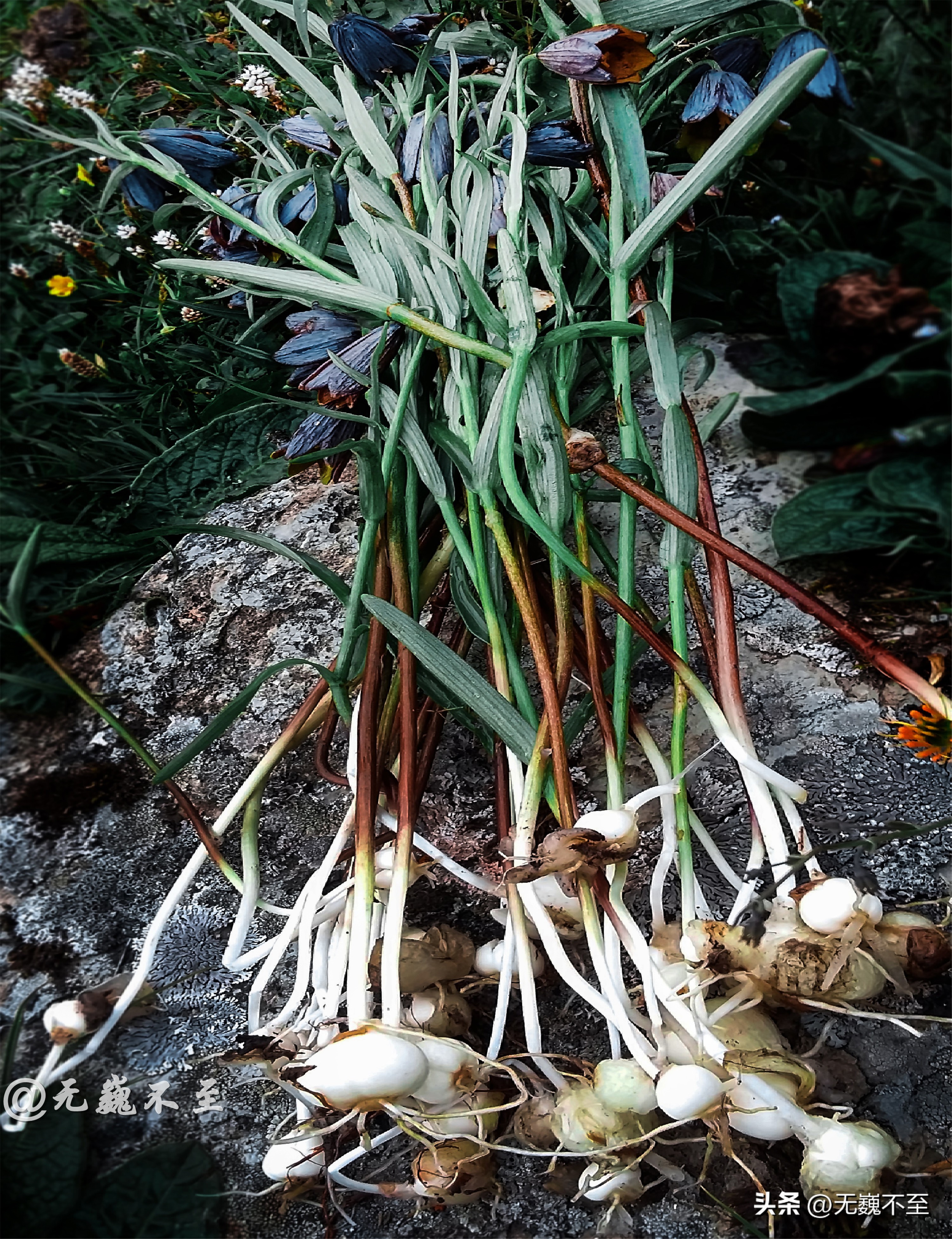 九顶归来不看花，但是这些花名你知道吗？科普一下不就认识啦