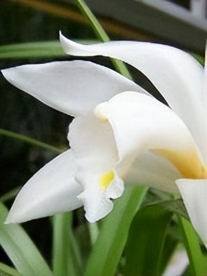 中国十大名花排行榜及图片,中国十大名花明细