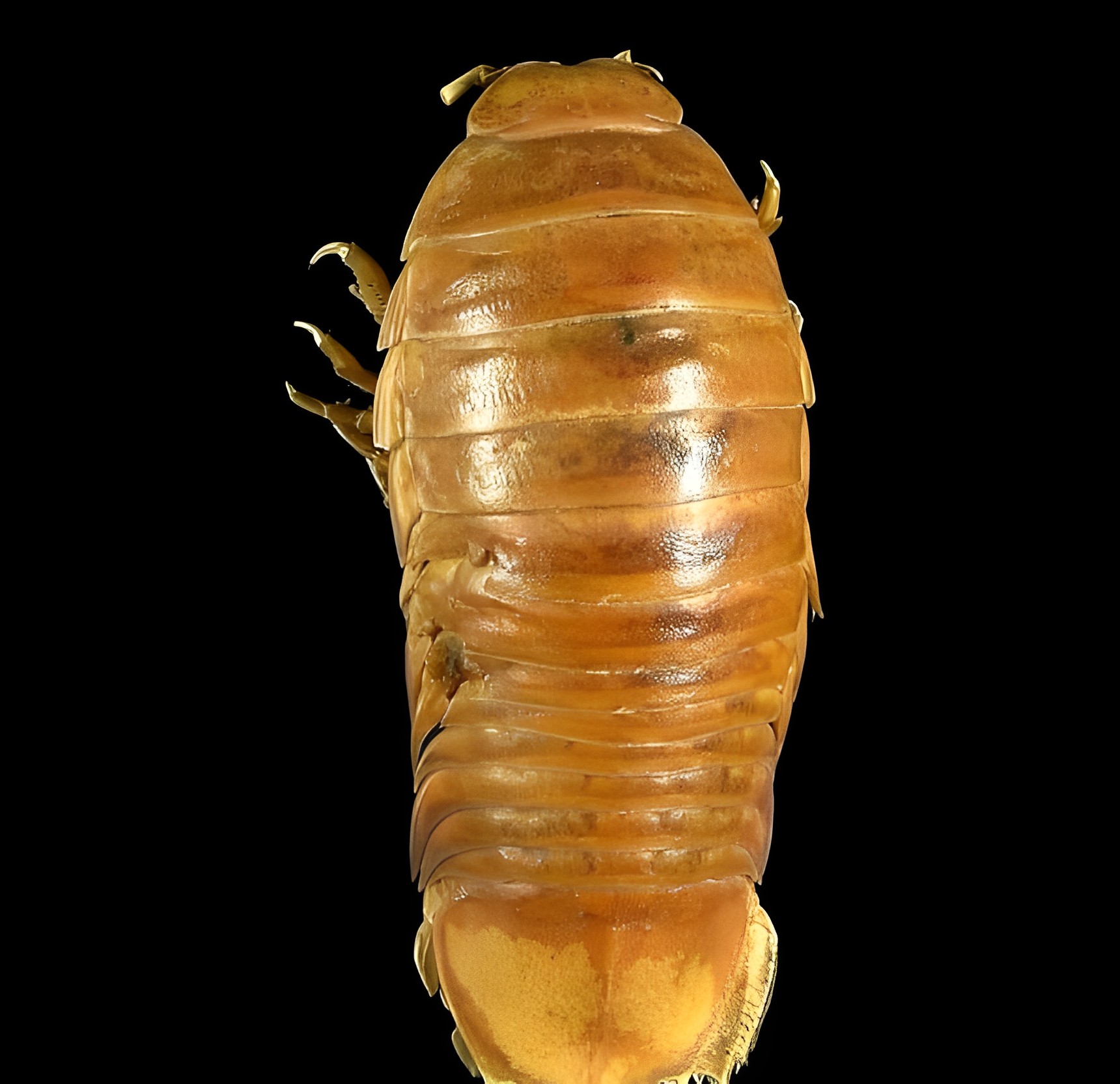 深海巨物捕食鲨鱼看着就害怕,能捕食鲨鱼的深海巨虫