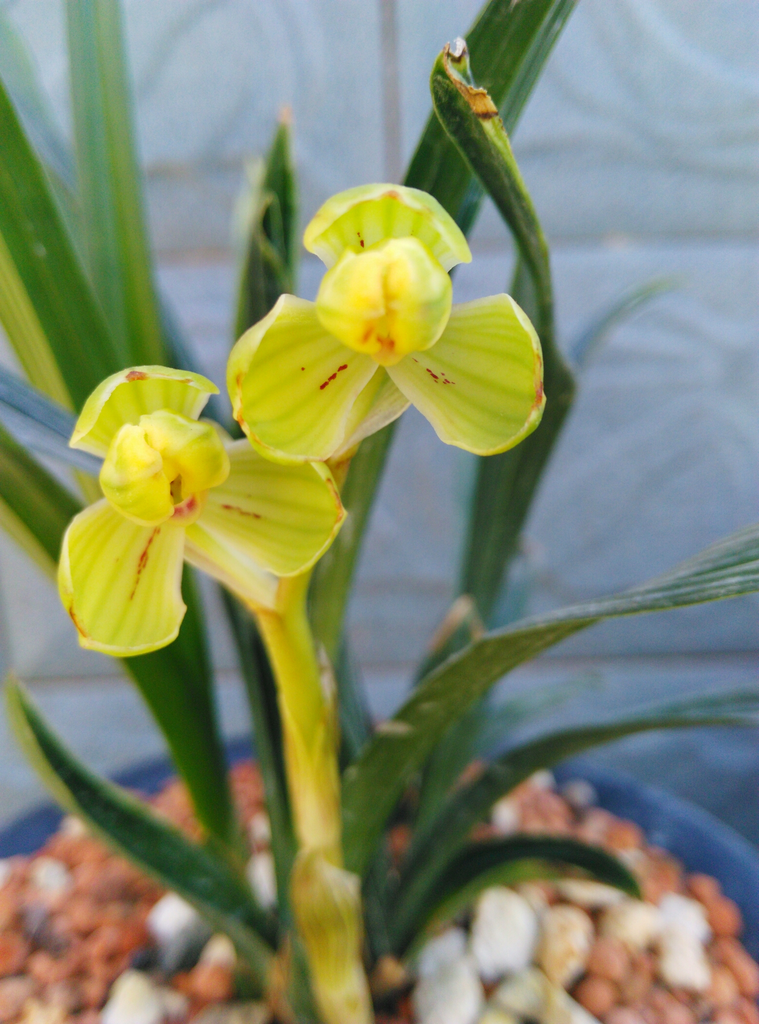 蕙兰最值钱的品种,蕙兰10大精品