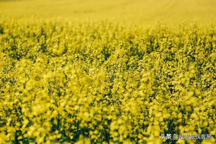 如风往事之——漫谈油菜花开与“白塔”