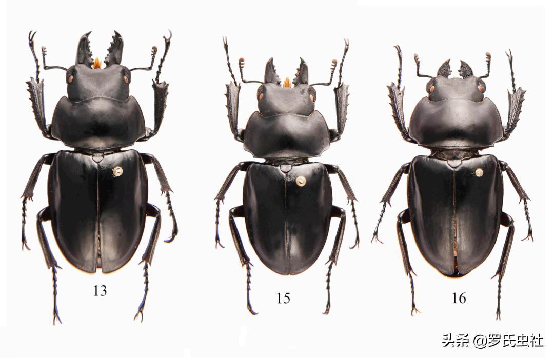 2022年第07期：闲话兜锹，上海本土锹甲的冷知识！|罗氏虫社
