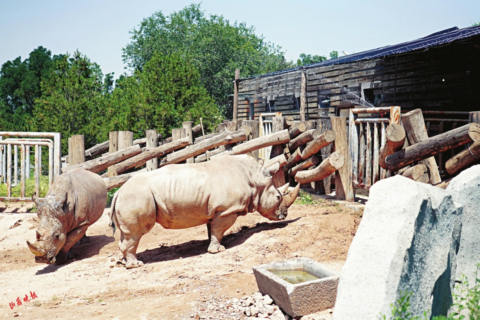 动物园开启防暑降温,动物园动物防暑降温