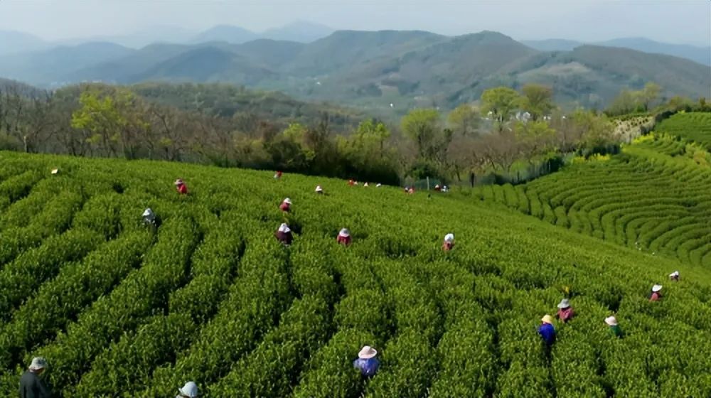 安吉白茶和天目湖白茶哪个更好,天目湖白茶溧阳富硒白茶