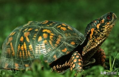 巴西彩龟养殖方法和注意事项,巴西翠龟品种