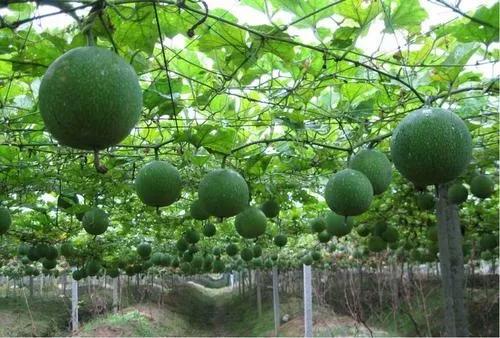 财神和月老吵架完整视频,财神和月老吵架完整版