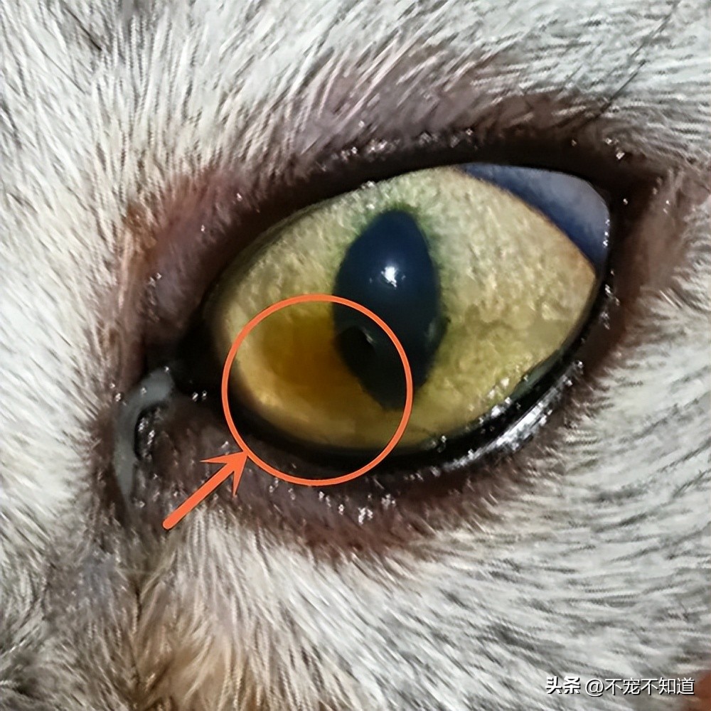 角膜溃疡猫咪严不严重,猫咪的角膜溃疡会瞎吗
