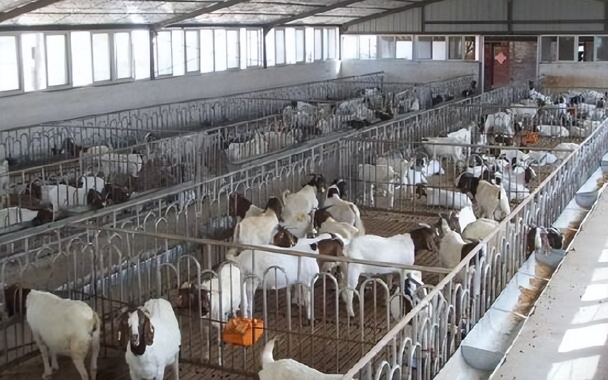 北京的养殖业发展前景,农村养殖业有发展前景吗