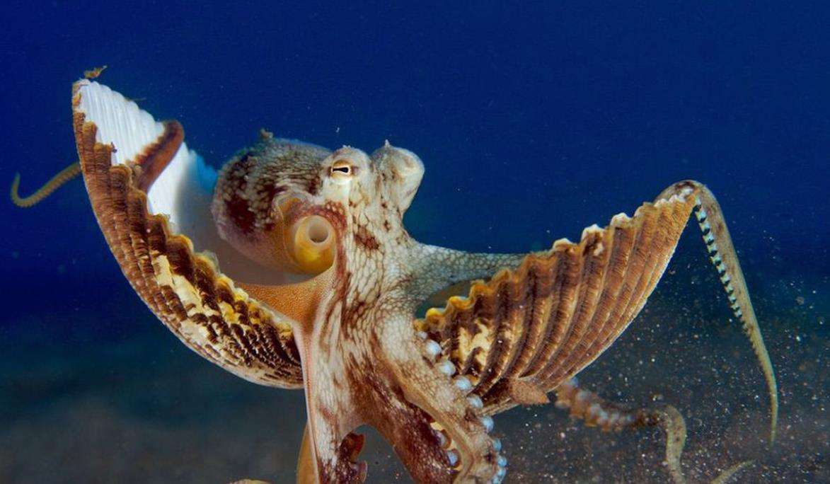 章鱼泛滥,1965年法国发生了什么