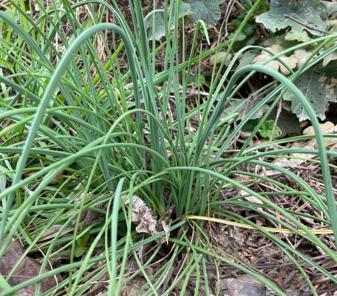 这菜常被当“杂草”拔掉，营养极高，清火开胃，遇到别错过了