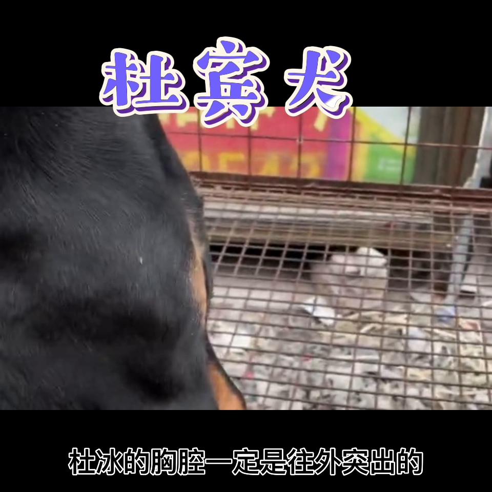 杜宾犬怎么分辨真假,成年杜宾犬怎么看真假