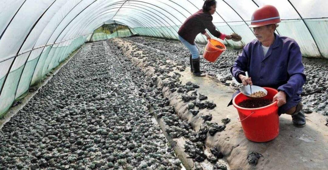 大连牛蛙自助火锅无限量,自助牛蛙火锅的牛蛙成本价