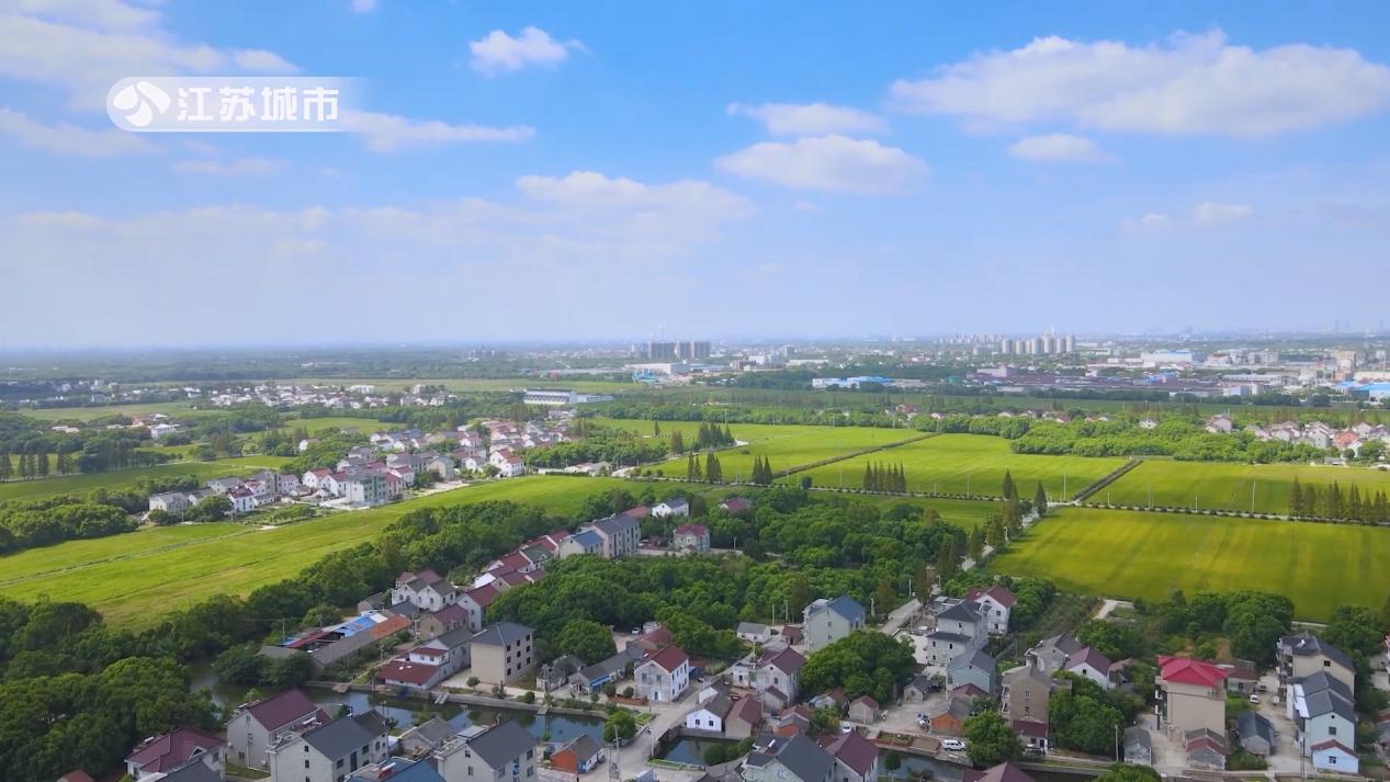 盛泽镇桥南村油菜花,盛泽镇桥南村