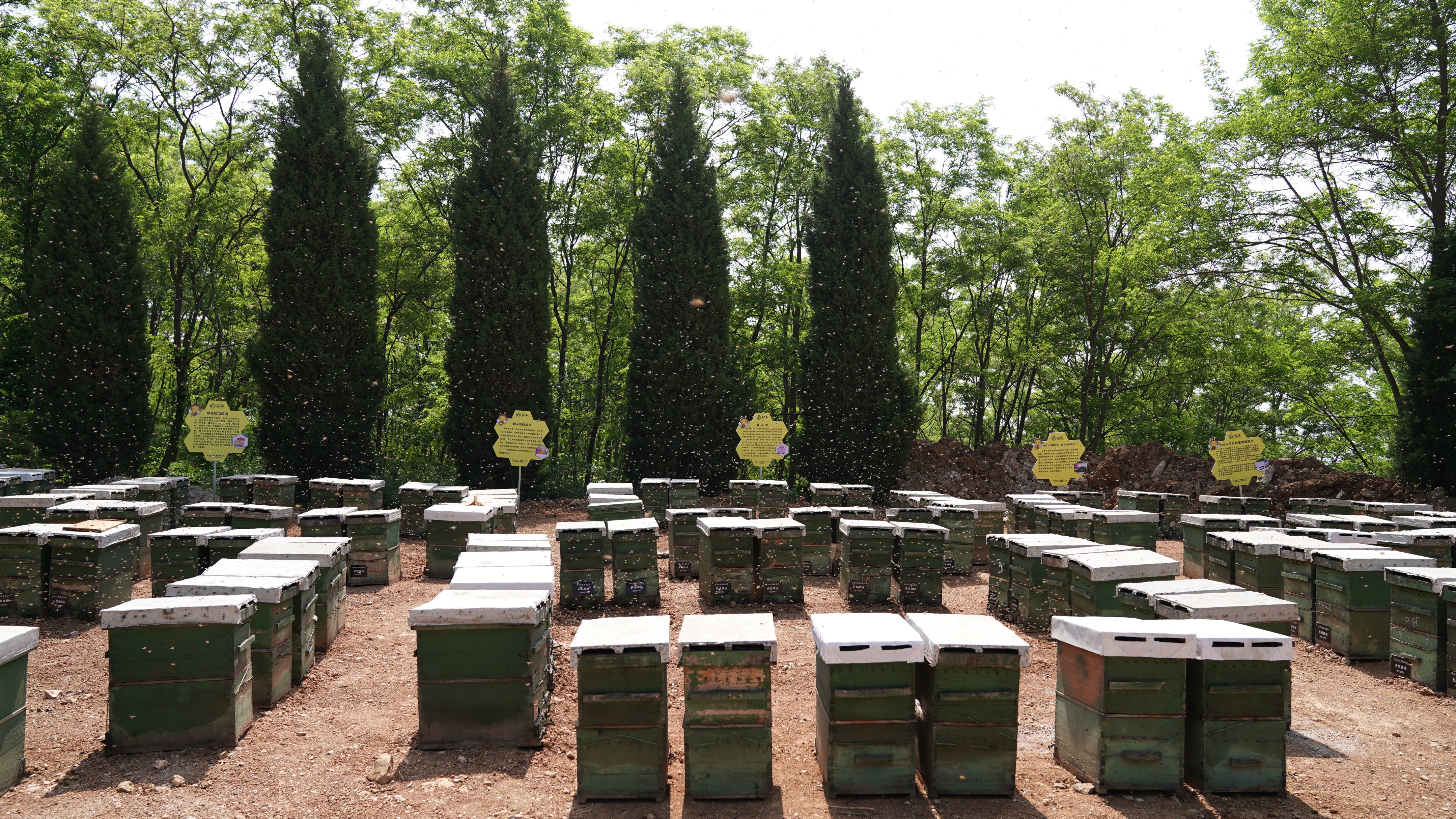 蜂王浆对更年期有用吗,更年期女性吃蜂王浆的作用