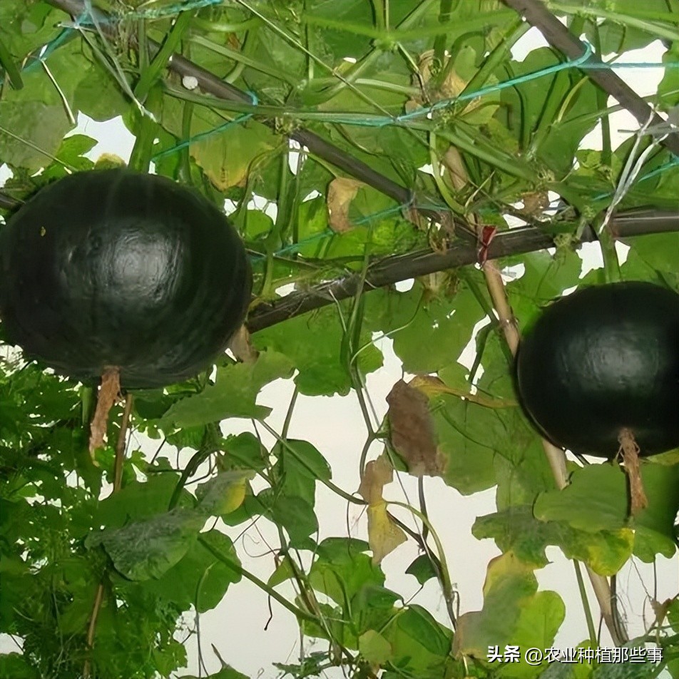 种植南瓜要除侧枝吗,种的南瓜结了瓜又黄了怎么回事