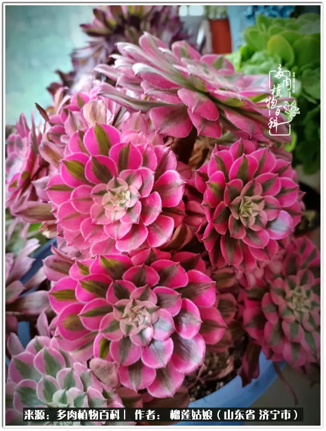 繁花似锦觅安宁淡如流水度一生,繁花似锦觅安宁淡云流水度人生