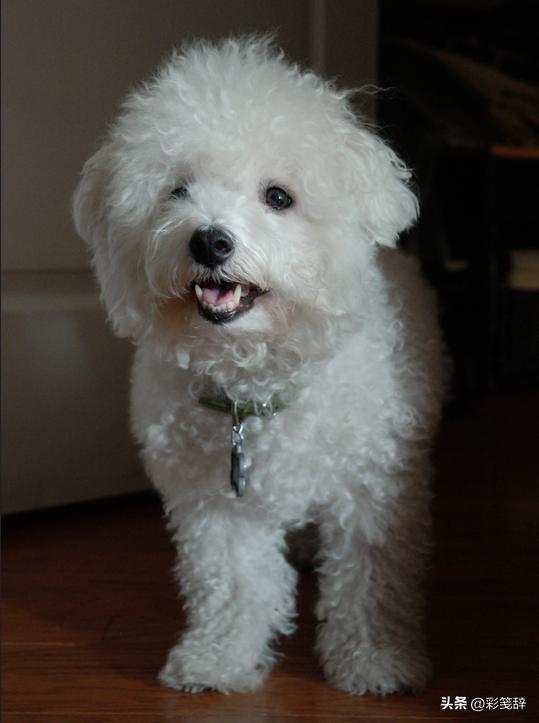 金毛犬是最好养的狗吗,小型犬适合家养的金毛