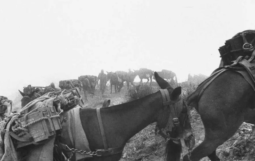 毛主席当年的小黄马，半夜突然嘶吼，主席听到后为何下令撤退？