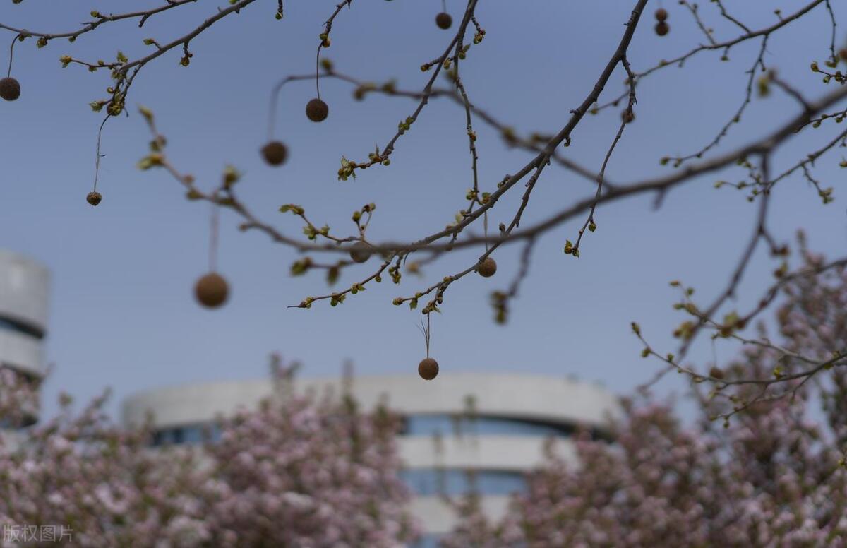 天津仁爱学院王牌专业有哪些,天津仁爱学院最好的专业