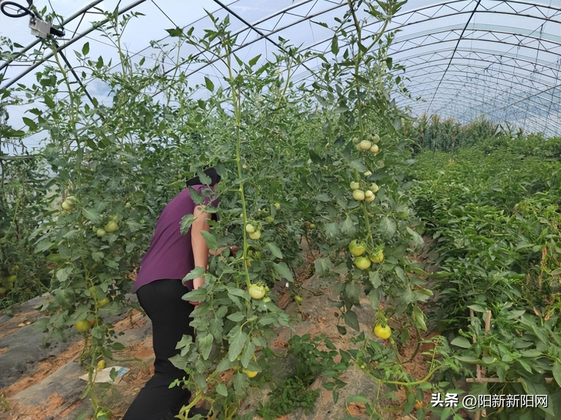 阳新县碧庄村简介,阳新县碧庄光伏发电