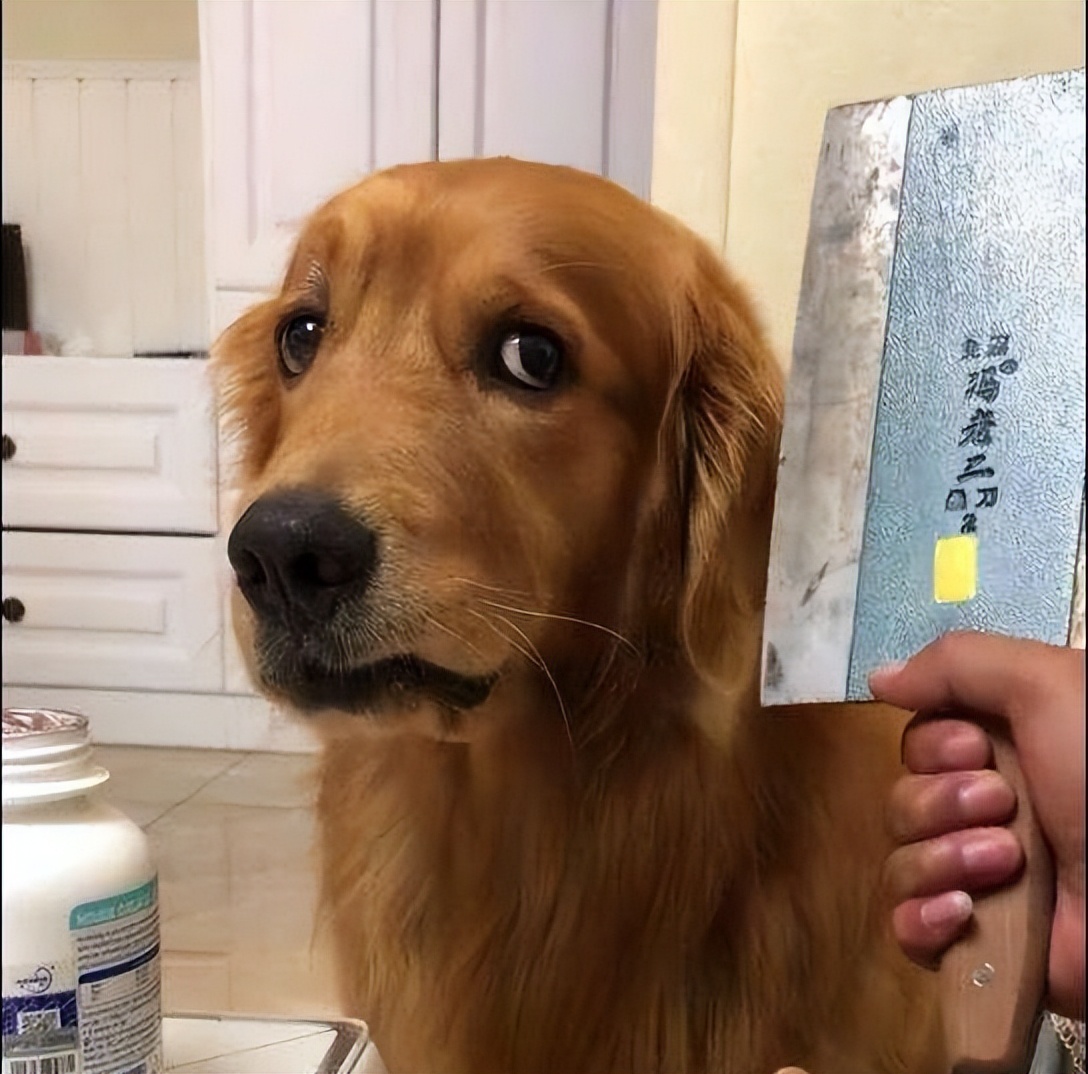 狗狗挨揍了出现应激反应,狗狗挨熊不服气