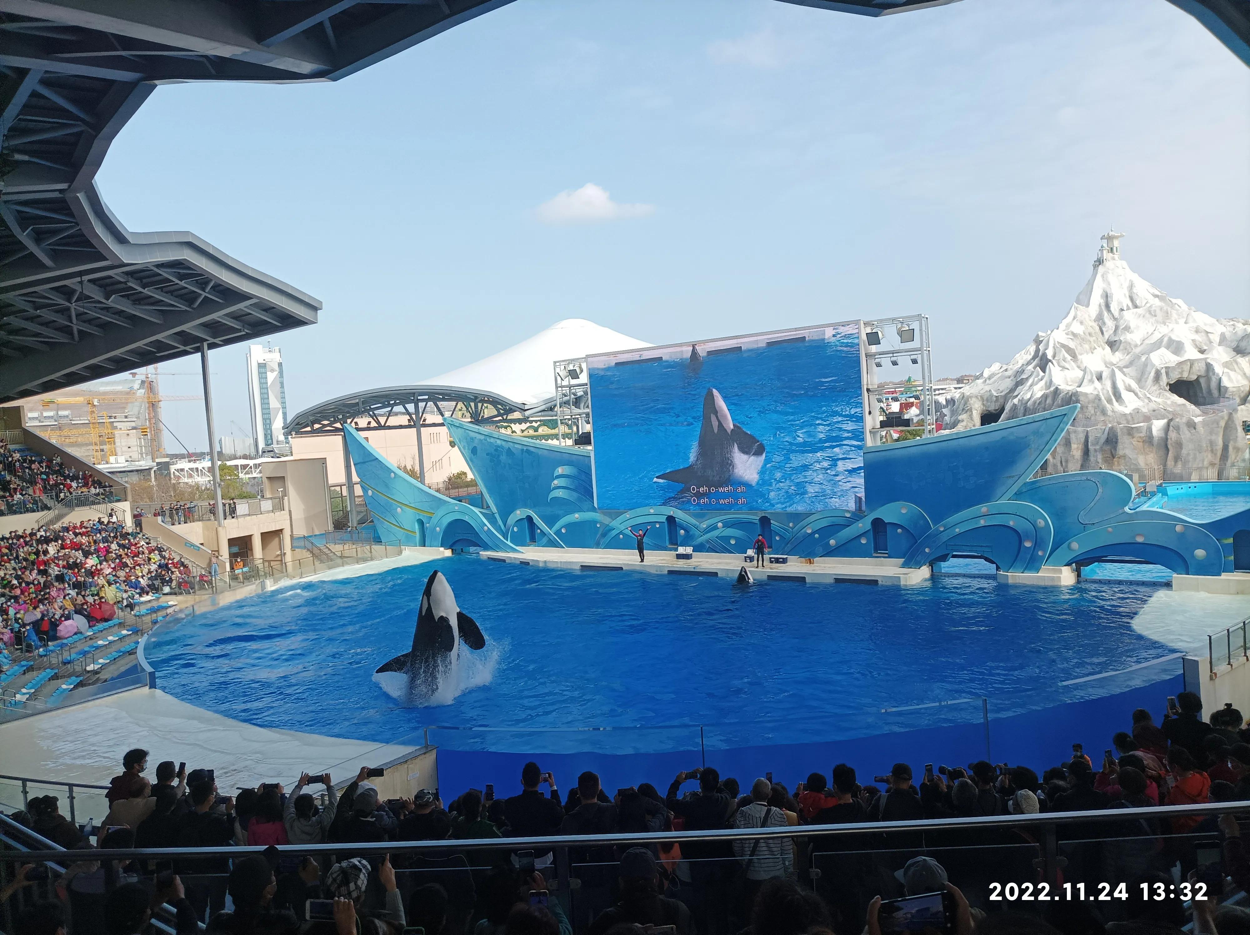 上海海昌海洋公园一日游vlog,上海海昌海洋公园一日游攻略虎鲸