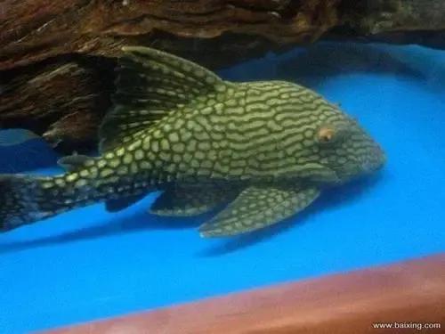 各种漂亮鱼的名称及图片,漂亮可爱的海水观赏鱼