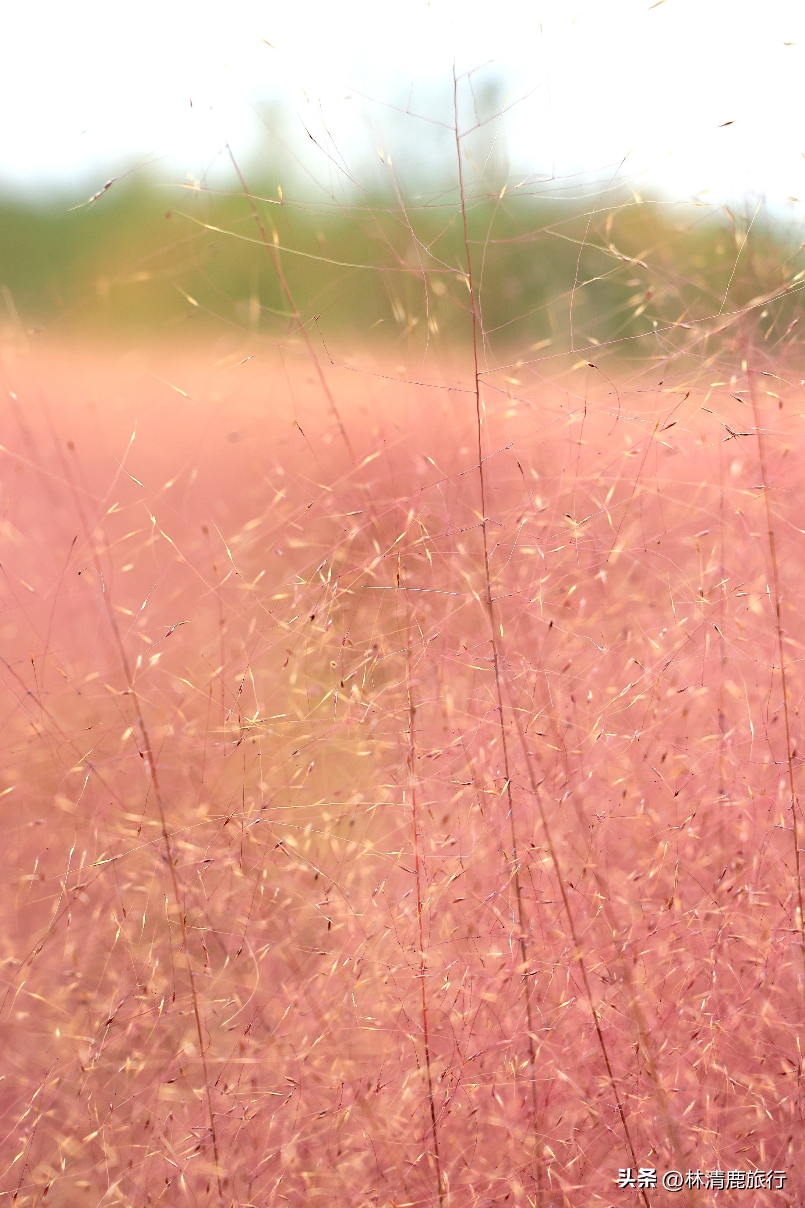 郑州最美的赏秋景点,赏秋好去处河南醉氧之地