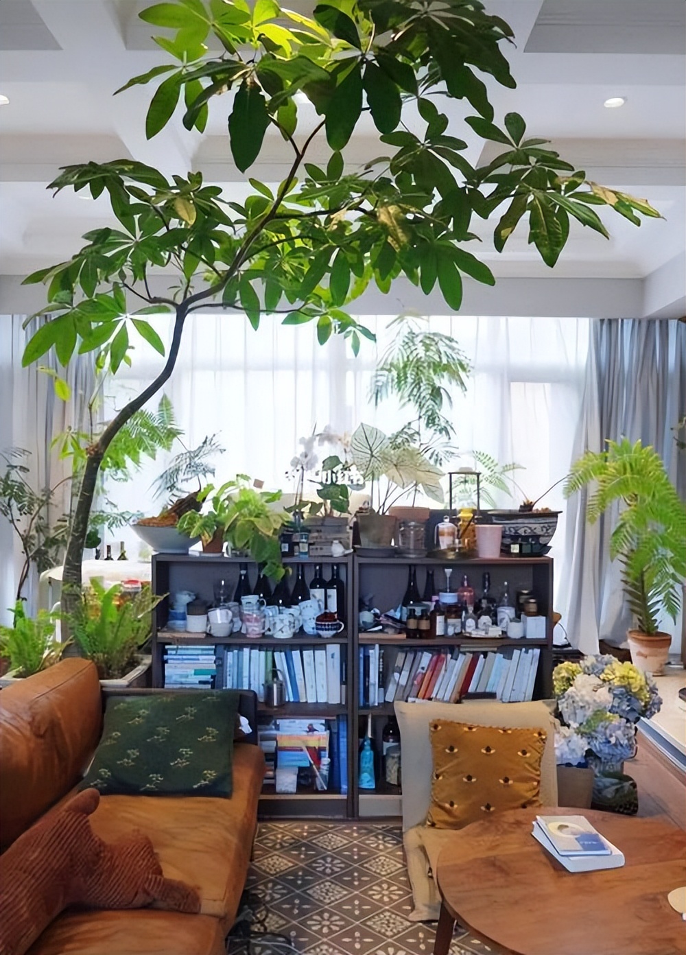 老人说，客厅见树，10家有9富，说得是真的吗？推荐9种吉祥树