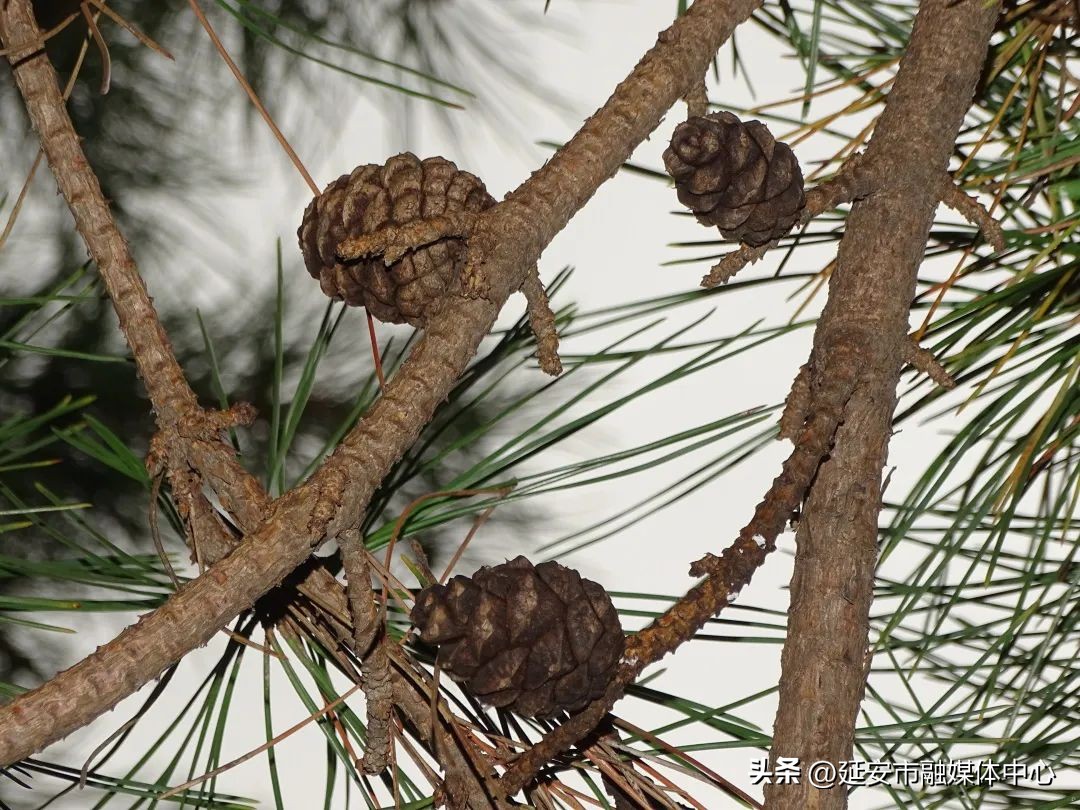 陕西宾馆迎来最佳观花赏景季节,陕西宾馆内景色