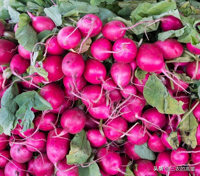 怎样种植的樱桃萝卜又脆又甜,北方露地樱桃萝卜种植时间和方法