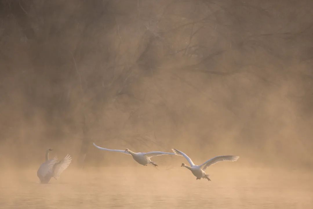 佳能r6mark2摄影三要素教程,eosr6markii景深合成