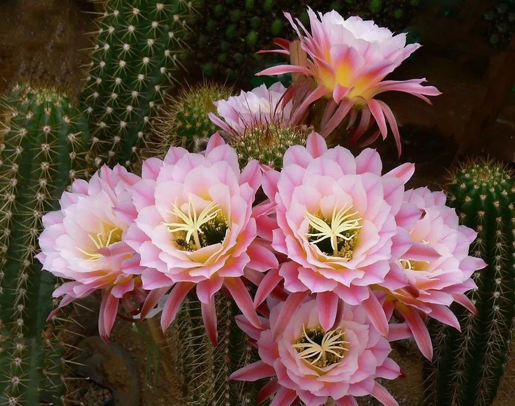 200种·仙人球开花图鉴，大开眼界，美到爆