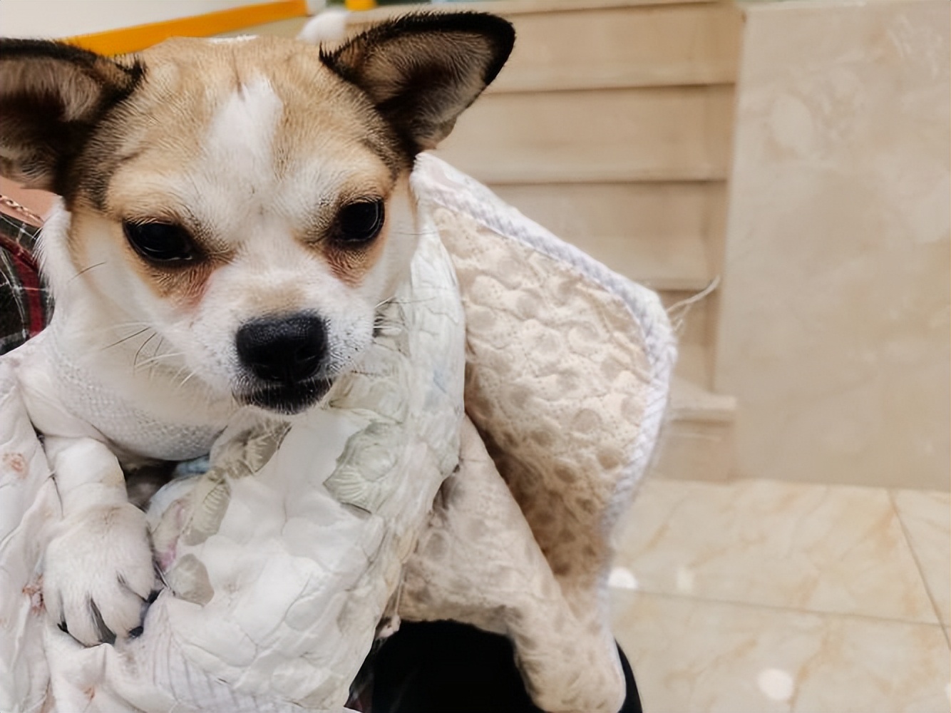 领养狗狗领什么狗最好 (领养和购买宠物狗的区别)