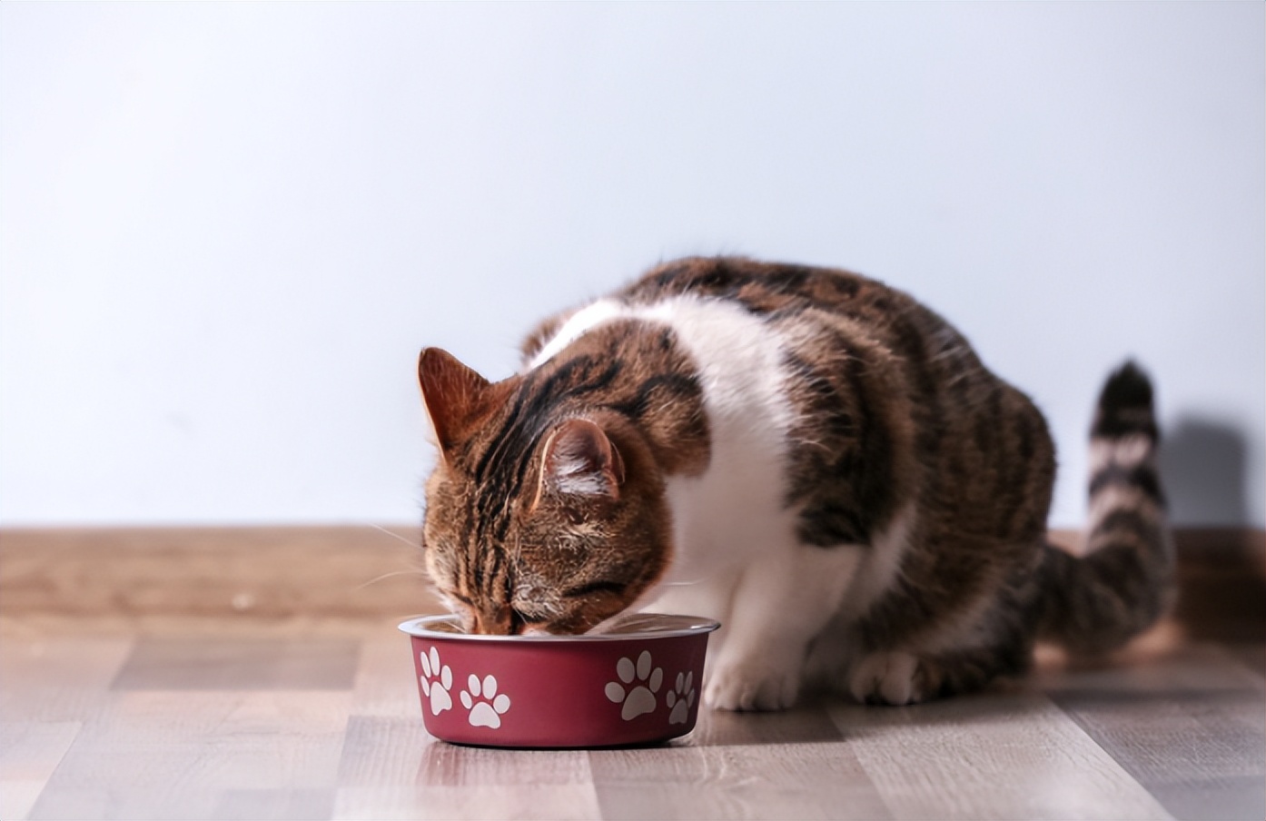 抱有猫癣的猫会得猫癣吗,治疗猫癣猫会痛吗