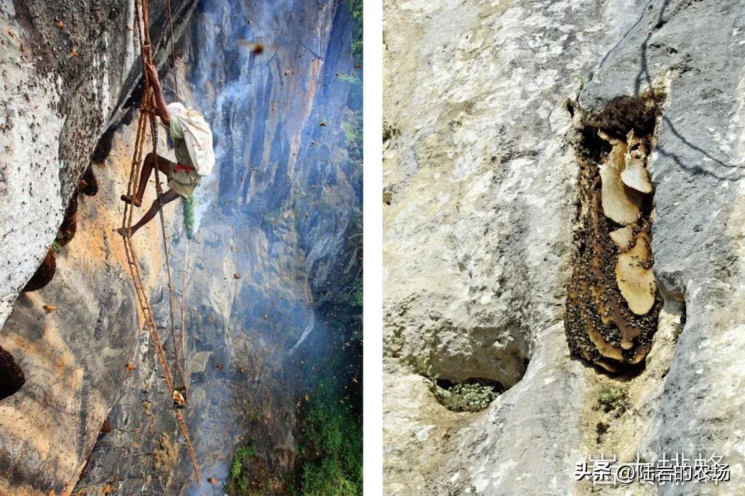 盘点市面五种常见蜂巢