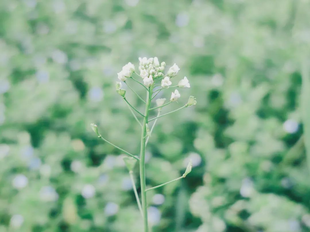 一位985高材生的抑郁康复经历,抑郁症985大学生