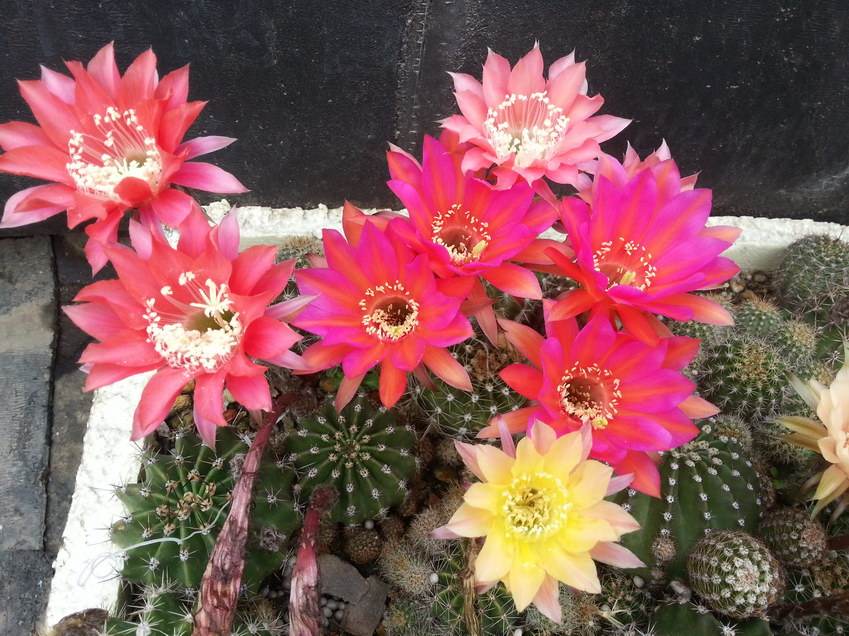 草球牡丹锦仙人球,大花彩草仙人球经典品种