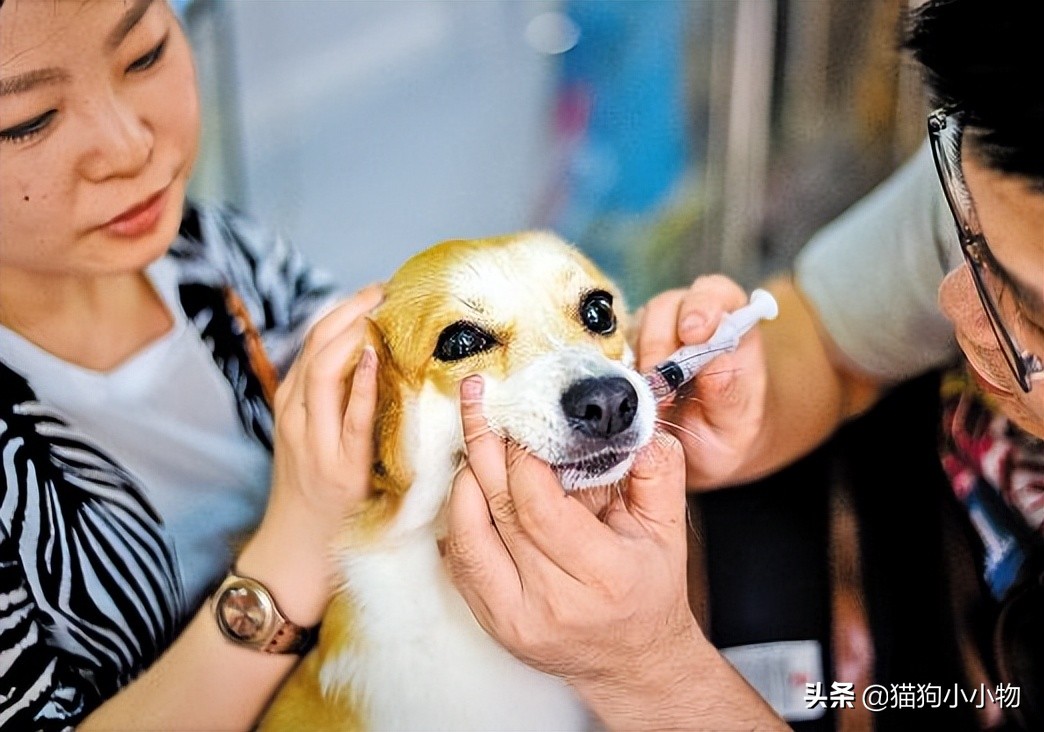 遇恶犬咬人如何救人,路遇恶犬如何救人如何自救