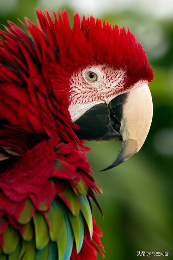 哪种鹦鹉爱抑郁焦虑,如何消除鹦鹉的恐惧情绪