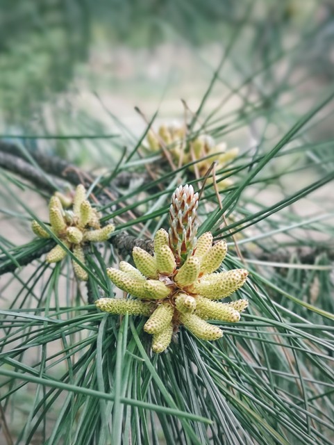 马尾松毛虫,马尾松树图片