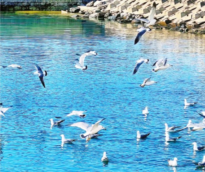 大连4天三晚攻略,大连四天三晚旅游攻略