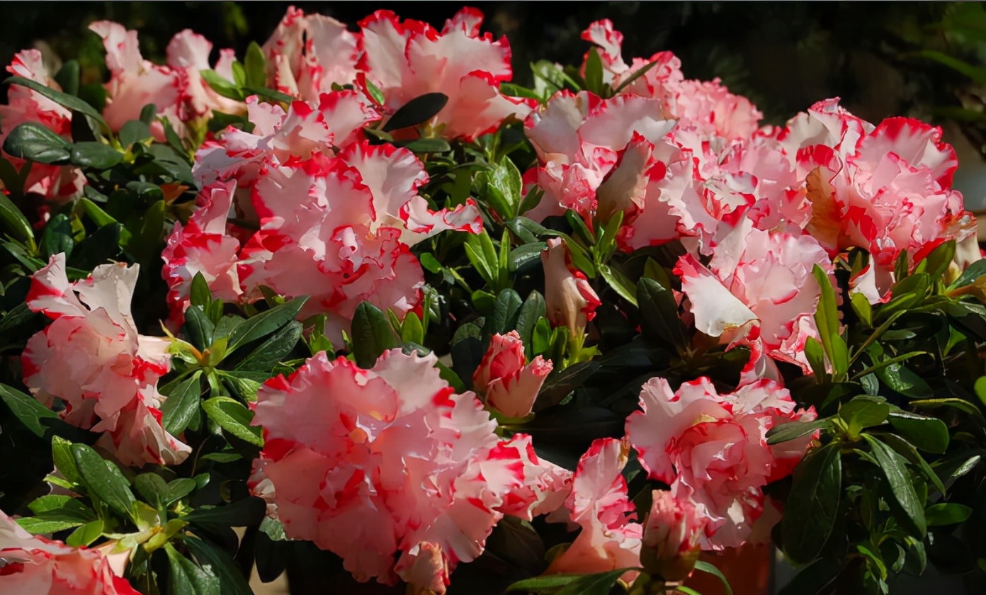 适合新手养的花春天,5种坑人的花你知道有哪些