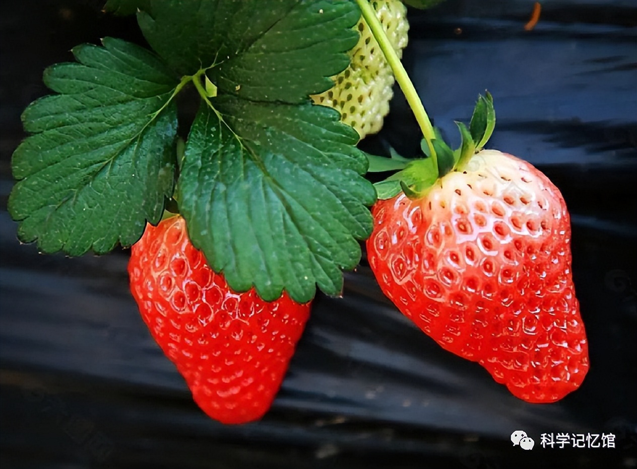 哪些水果不甜可是吃了会让人变胖,水果在什么时候吃不容易长胖