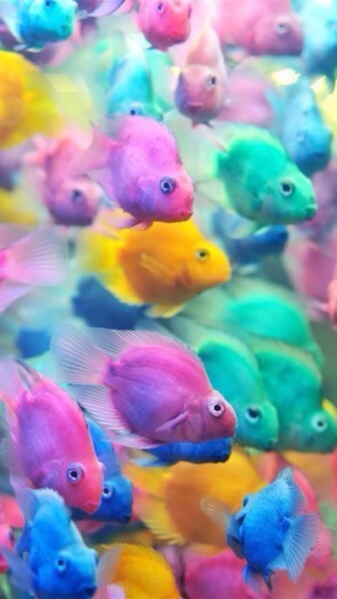 海底世界高清大图壁纸,手机动态海底世界鱼壁纸